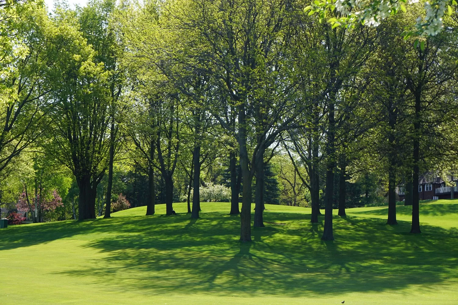 Idea Verde si occupa di progettare giardini e aree verdi pubbliche e private. Inoltre si prende cura di parchi e aree verdi con manutenzione , piantumazione di alberi e piante e potatura.