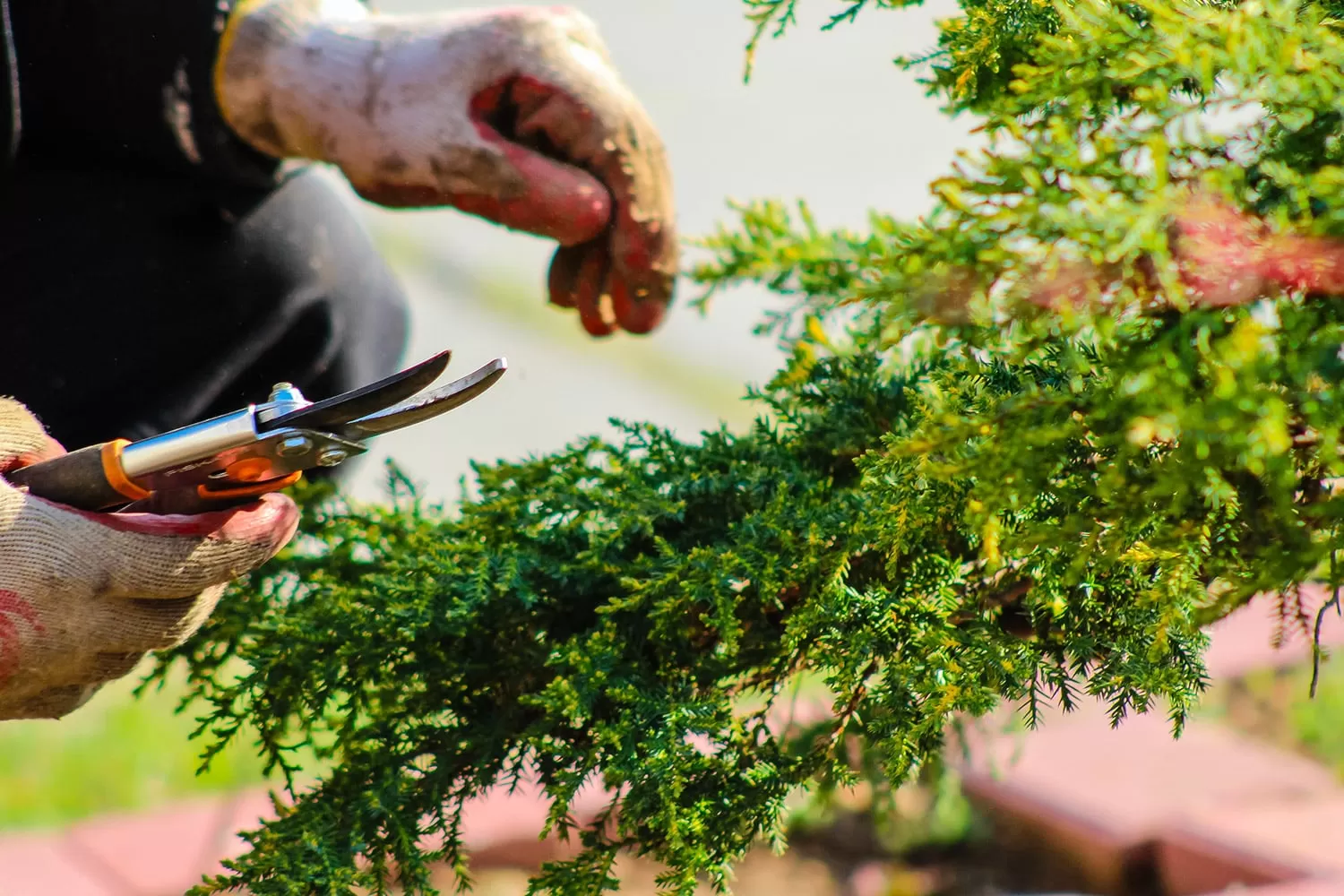 Idea Verde si occupa di manutenzione di giardini e aree verdi oltre di piantumazione piante e potatura alberi